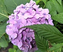 6.13小平紫陽花公園5.JPG