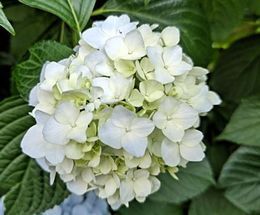 6.13小平紫陽花公園6.JPG