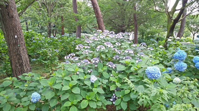 6.13小平紫陽花公園8.JPG