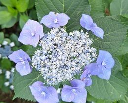 6.13小平紫陽花公園9.JPG