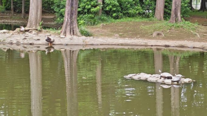 6.20つつじ公園マル10.JPG