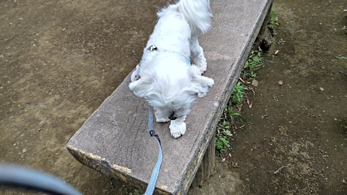 6.20つつじ公園マル12.JPG