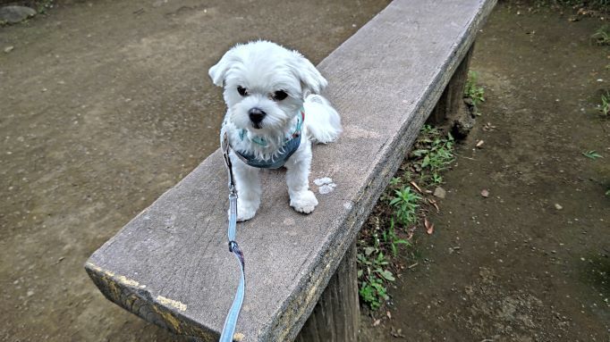 6.20つつじ公園マル13.JPG