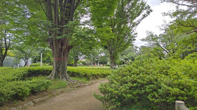 6.20つつじ公園マル15.JPG