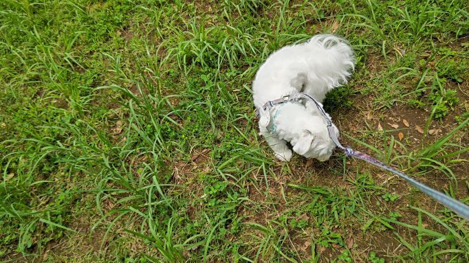 6.20つつじ公園マル4.JPG