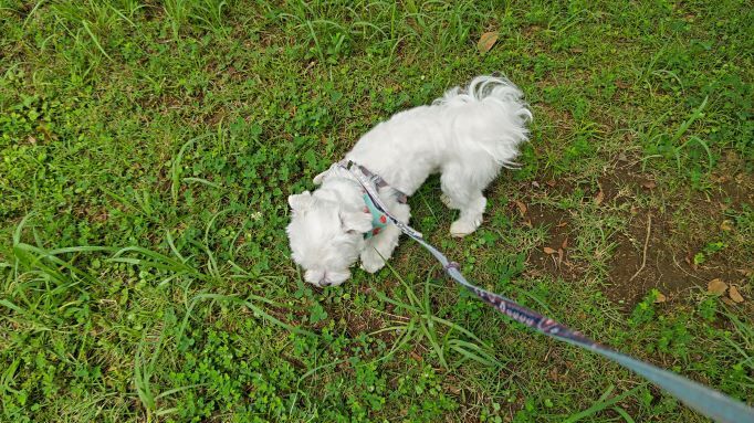 6.20つつじ公園マル5.JPG