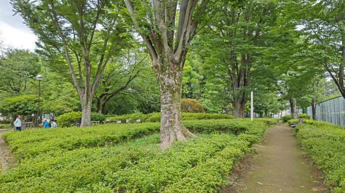 6.20つつじ公園マル7.JPG