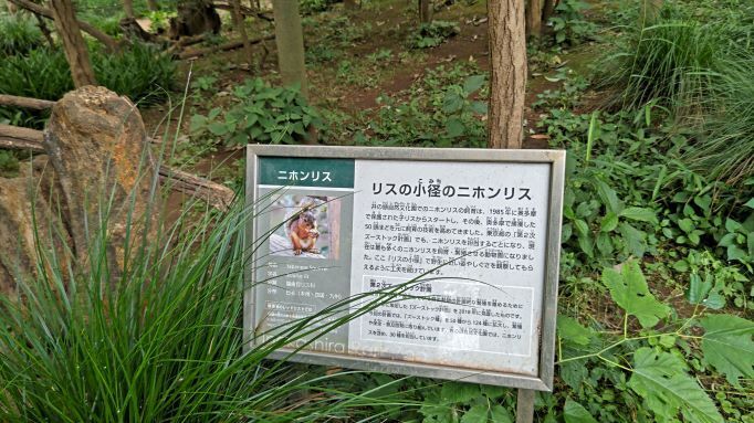 6.21井の頭りす園.JPG
