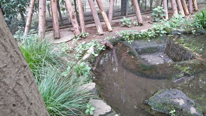 6.21井の頭りす園1.JPG