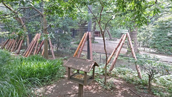 6.21井の頭りす園4.JPG