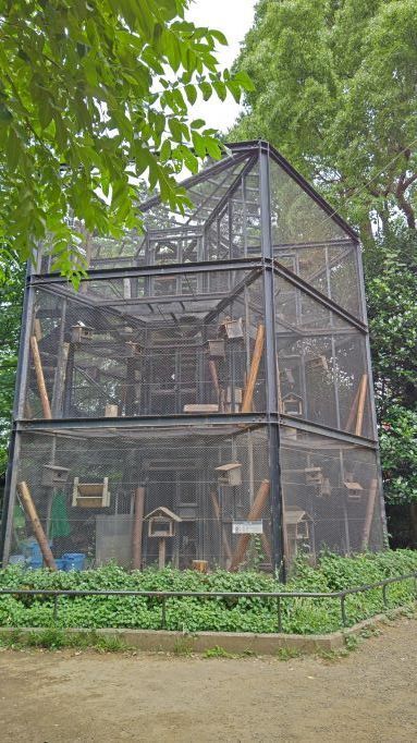 6.21井の頭りす園9.JPG
