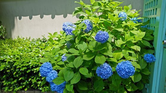 6.4小石川後楽園..22JPG.JPG
