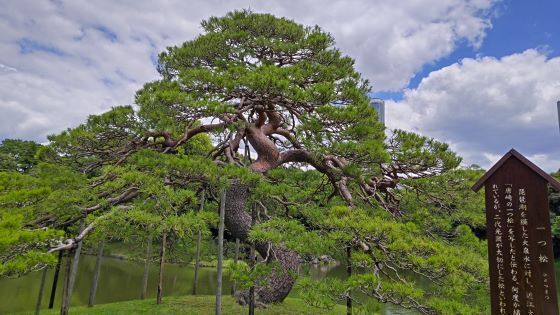 6.4小石川後楽園..8JPG.JPG