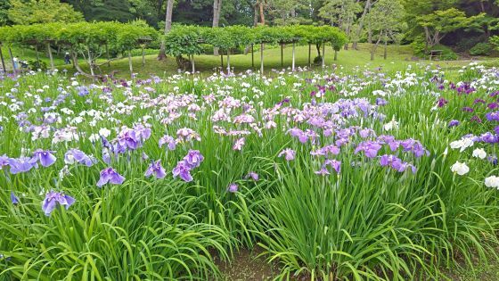 6.4小石川後楽園12.JPG