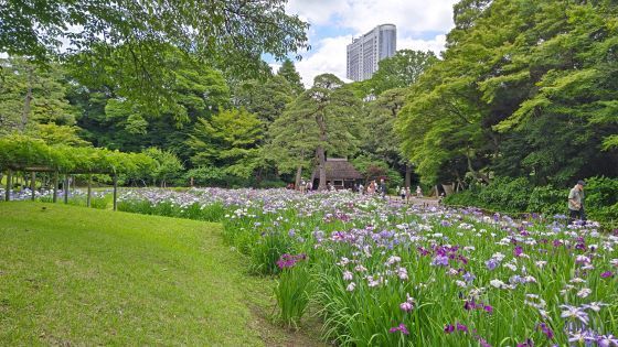 6.4小石川後楽園20.JPG