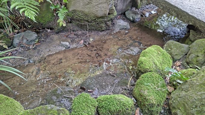 6.5高幡不動23.JPG