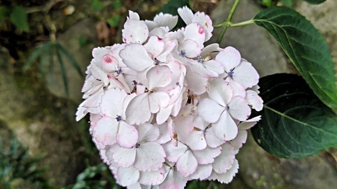 6.5高幡不動紫陽花10.JPG