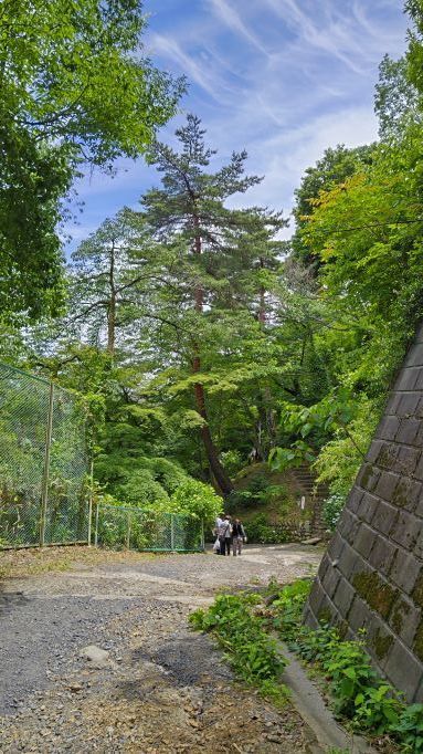 6.5高幡不動紫陽花13.JPG