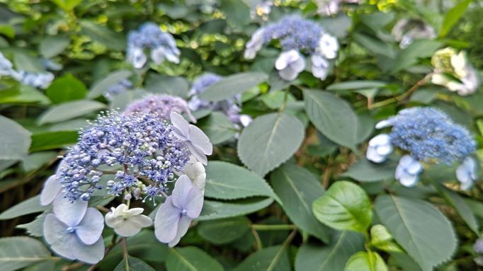 6.5高幡不動紫陽花2.JPG