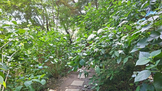 6.5高幡不動紫陽花24.JPG