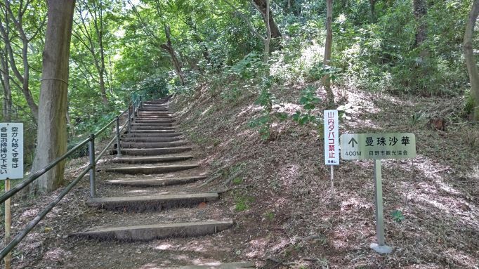 6.5高幡不動紫陽花25.JPG