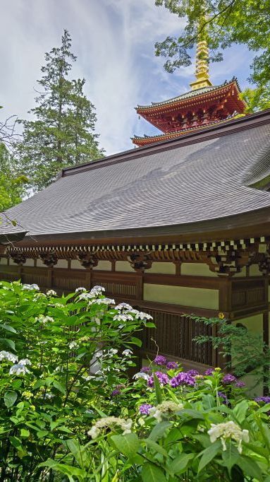 6.5高幡不動紫陽花3.JPG