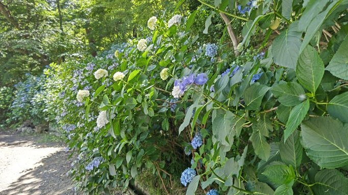 6.5高幡不動紫陽花30.JPG