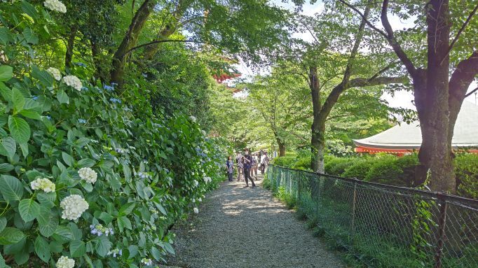 6.5高幡不動紫陽花33.JPG