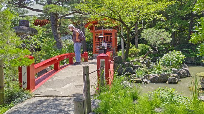 6.5高幡不動紫陽花38.JPG