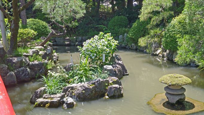 6.5高幡不動紫陽花39.JPG