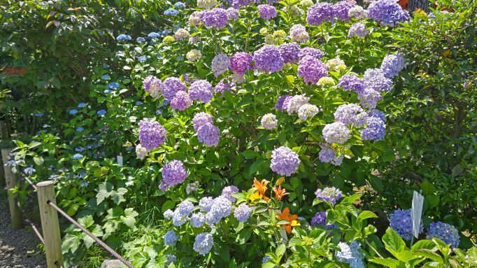 6.5高幡不動紫陽花43JPG.JPG