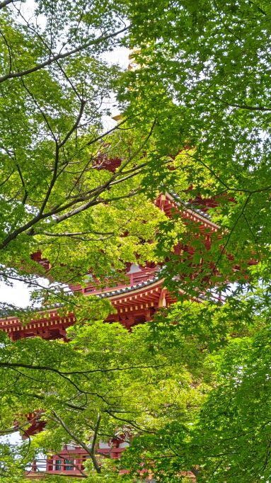 6.5高幡不動紫陽花5.JPG