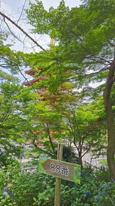 6.5高幡不動紫陽花7.JPG