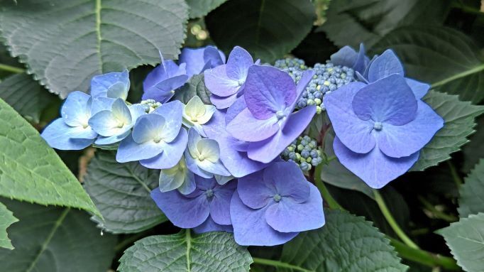6.5高幡不動紫陽花9.JPG