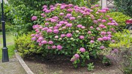 6.6紫陽花.JPG