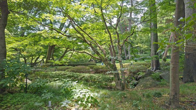 7.3大田黒公園10JPG.JPG