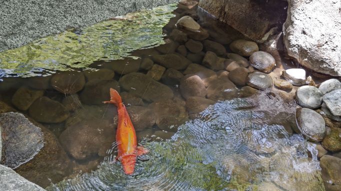 7.3大田黒公園19.JPG