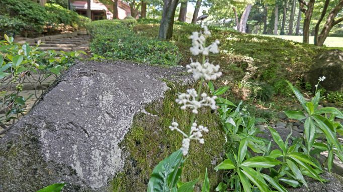 7.3大田黒公園27.JPG