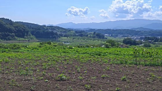 8.21丹生湖ヒマワリ畑1.JPG
