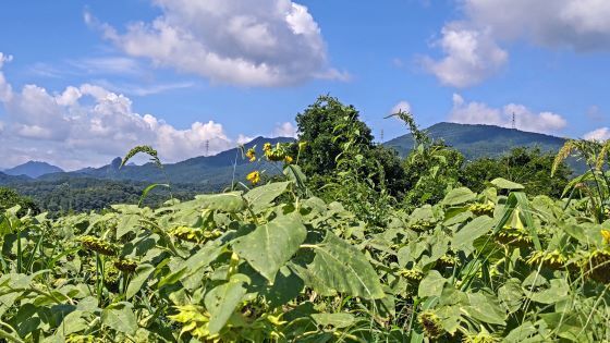 8.21丹生湖ヒマワリ畑4.JPG