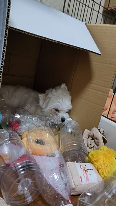 9.15マル11.JPG