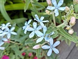 9.18丸井花.JPG