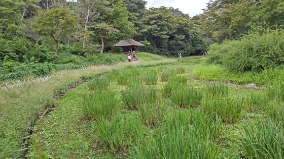 9.24...明治神宮9.JPG