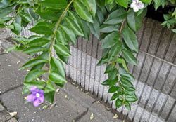 9.9マル散歩1.JPG