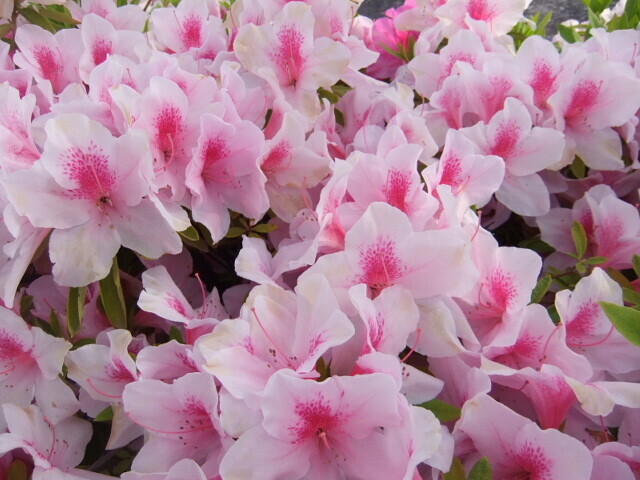 DSCF4080.JPG