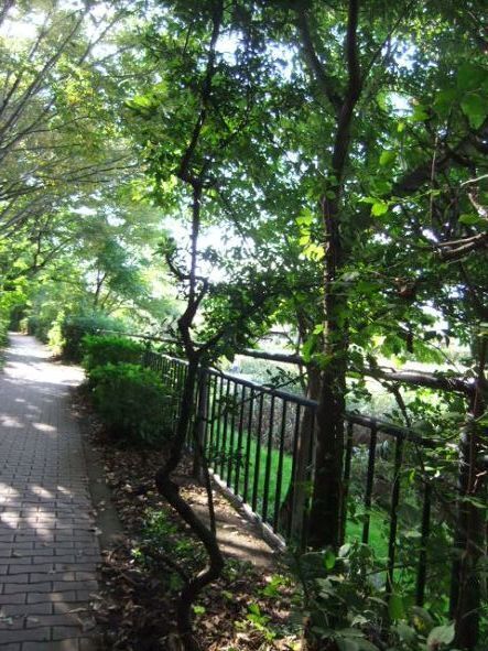 おちあい川歩道1.JPG