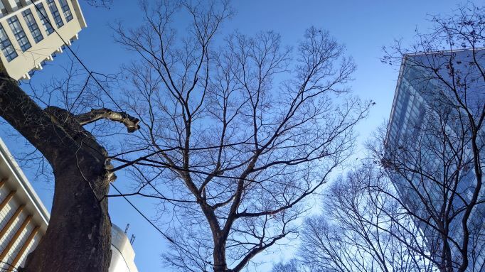 けやきと青空.JPG