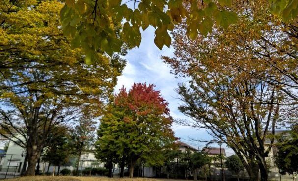 つつじ公園2.JPG