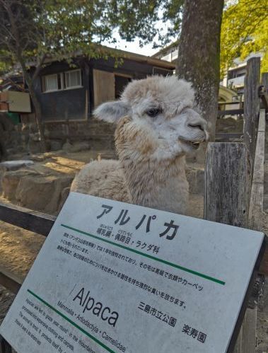 アルパカ.JPG