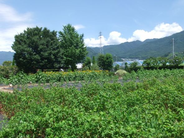 ハーブ園ひまわり1.JPG